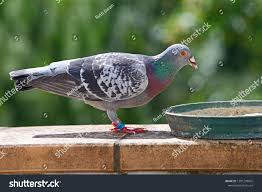 Homing Pigeon Racing Pigeon Or Domestic Pigeon Latin Columba Livia Domestica Taking A Break From Its Long Flight And Fe In 2020 Racing Pigeons Homing Pigeons Domestic