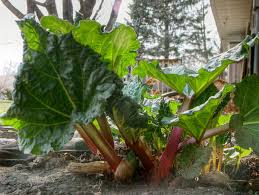 Rhubarbe — Wikipédia