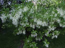 Each conical flowerhead can measure up to 18 (45 cm) long and is made up of clusters of small white flowers. What Are The Best Flowering Trees For A Small Yard Unh Extension