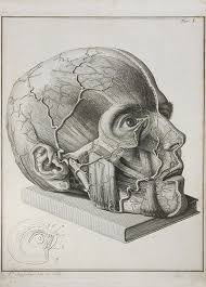 anatomical drawings anatomy art medical drawings