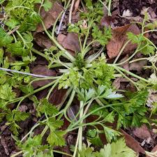 Image result for Petroselinum