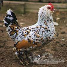 Maybe you would like to learn more about one of these? Murray Mcmurray Hatchery Mille Fleur Belgian Bearded D Uccle