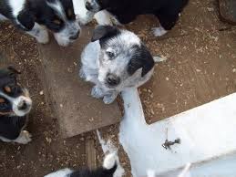 Maybe you would like to learn more about one of these? Border Collie Cross Blue Heeler Pups For Sale In Tweed Ontario Nice Pets Online