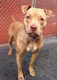 It is too bad that the rescuers of this puppy couldn't keep him. Pin On Rescue Needed Ny Nj Pitbulls And Large Breeds