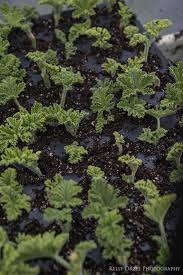 Image result for cuttings of geraniums