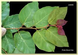 Image result for Eucalyptus torelliana