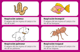Esto retira cualquier grasa o residuo y vuelve a la piel más maleable, y de esta manera podrá absorber mejor los aceites cómo. La Respiracion En Los Animales Escolar Abc Color