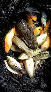 Ternyata, cara budidaya ikan nila itu mudah, lho. Jog Fishing Mancing Di Waduk Sermo Lokasi Mancing Di Jogja Yang Instagrammable Part I 22 23 Juli 2017 Cah 90 An Yk