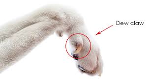 Clipping dew claws vs keeping them. The Dew Claw It S Purpose Pet Care Facts