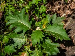 Image result for Solanum chrysotrichum