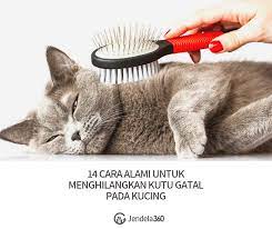 Cara menghilangkan kutu kucing bisa dilakukan dengan perawatan rumahan. 14 Cara Alami Untuk Menghilangkan Kutu Gatal Pada Kucing