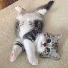 kitten kaboom sevimli kedi yavrulari kediler ve yavrulari sevimli hayvan yavrulari