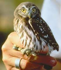 Some researchers have suggested that further taxonomic investigation may be needed, but g. Ecofriendly Cactus Ferruginous Pygmy Owl