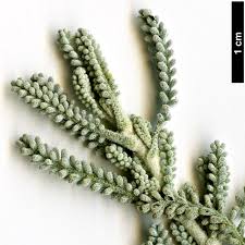 Image result for Santolina chamaecyparissus