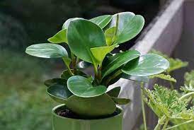 Peperomia rubella is a beautiful small plant with fleshy, elliptical leaves generally arranged in clusters of 4. Peperomia Plants Radiator Plants Care Types Toxicity And More