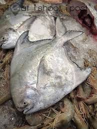 chinese pomfret 3 chinese silver pomfret pampus chinensis mandarin 斗鲳 dou chang malay ikan bawal tambak teochew h fish seafood online crab legs recipe