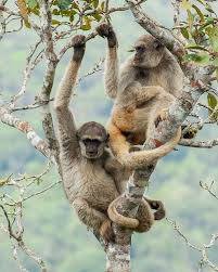 Image result for Micractis bojeri