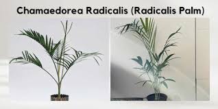 Image result for Chamaedorea radicalis
