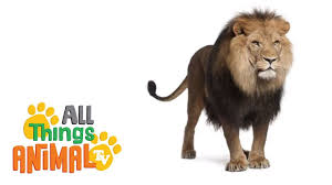 Lions Animal Videos For Children And Kids Preschool Kindergarten Lear Animal Tv Animal Gifs Animals