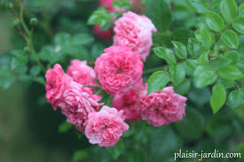C'est sûrement le vrai nom le plus connu des rappeurs français. Le Rosier Pepita Plaisir Jardin Com