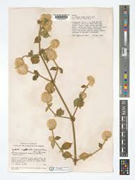 Image result for Cyathula polycephala