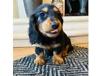 Find dachshund puppies for sale from a vast selection of dachshund. Dachshund In Northern Ireland Dogs Puppies For Sale Gumtree
