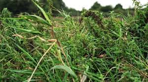 Image result for Digitaria abyssinica