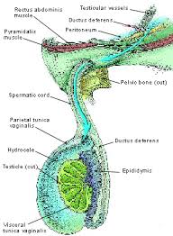 The condition is most often associated with the development of leydig. Testicular Masses American Family Physician
