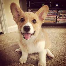 #135661 there are males and females available at this time. High Quality Pembroke Welsh Corgi Puppies For Sale Near You
