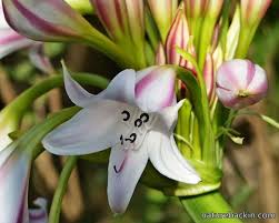 Image result for Crinum macowanii