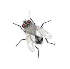 Cluster & fruit flies are probably coming from outside, drain flies from plumbing and standing water such as the refrigerator condensation pan where the muck has started growing, c. Get Rid Of Cluster Flies