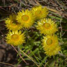 Image result for Helichrysum aureum