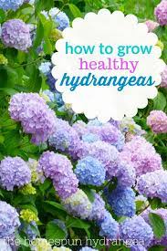 7 Tips On How To Grow Hydrangeas In Your Yard The Homespun Hydrangea Growing Hydrangeas Hydrangea Care Hydrangea Garden