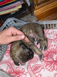 ได้ลูกหมาตัวนี้มา ไม่รู้ว่าพันธุ์อะไร : r/dogbreed