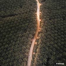 What are the requirements to start a palm oil business in nigeria? Environmental Ngos Demand That Sustainable Palm Oil Watchdog Rspo Does Its Job Eia