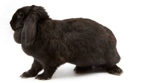 Beveren rabbits and the st. Complete List Of Black Rabbit Breeds Farmhouse Guide