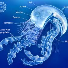 Top free images & vectors for tentacles vs arms in png, vector, file, black and white, logo, clipart, cartoon and transparent. Anatomy Of A True Jellyfish Class Scyphozoa Courtesy Of The Download Scientific Diagram