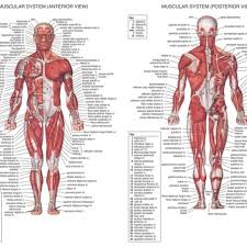 Polygonal anatomy of male muscular system, exercise and muscle guide. So I6cto5lfkm