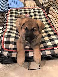 They arrive at our shelter for a variety of reasons, but they're all looking for the same things: Nashua Nh German Shepherd Dog Meet Hemi A Pet For Adoption
