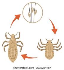 Image result for lice life cycle