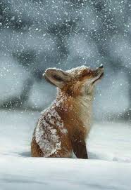 Snow cute baby fox pictures. Under The Snow Cute Animals Cute Baby Animals Baby Animals
