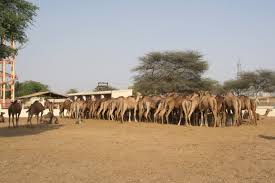 The entry free is very nominal. Top Thing To Do In Camel Breeding Farm 2021 All About Camel Breeding Farm Bikaner Rajasthan