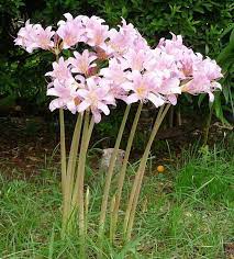 Pin By Trina Simmons On Lovely Long Stem Flowers Lily Bulbs Plants