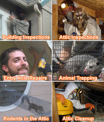 Riverside Wildlife Removal California Bat Rodent Skunk Opossum Bird Control