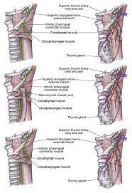 Laryngeal Nerve Anatomy Nerve Anatomy Respiratory System Anatomy Brain Anatomy