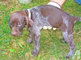 As breeders of quality gsps, we have several gorgeous german shorthaired pointer puppies for sale. German Shorthair Puppies For Sale Michigan
