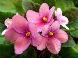 Secondary colors are achieved by mixing two of the three primary colors in equal proportions. 20 Different African Violet Varieties Photos Garden Lovers Club In 2021 African Violets Garden Lovers Club African Violets Plants