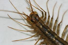 If your basement is not too large, then running a dehumidifier in the basement should work. 6 Reasons You Have Centipedes
