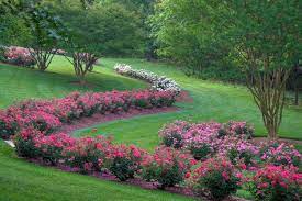 Aug 31, 2021 · winter or early spring is the ideal time to cut back the plant before it starts to produce new growth—mandevilla flowers on new growth, so pruning too late could result in removing potential buds. Spring Garden Tips And Inspiration From North Georgia Official Georgia Tourism Travel Website Explore Georgia Org