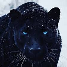 There were three distinct iterations, with a final production total of 115. Look Into My Eyes And You Will Freeze Jaguar Animal Majestic Animals Animals Beautiful
